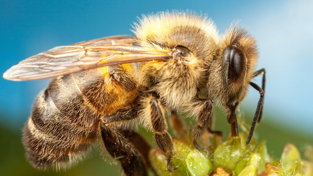 bee biology