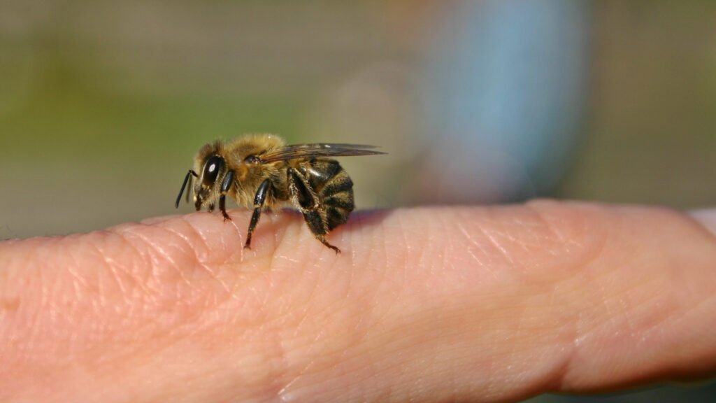 bee death