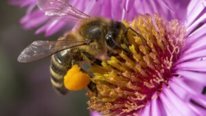 Why Do Bees Die After They Sting Humans? | Understanding Bee Biology