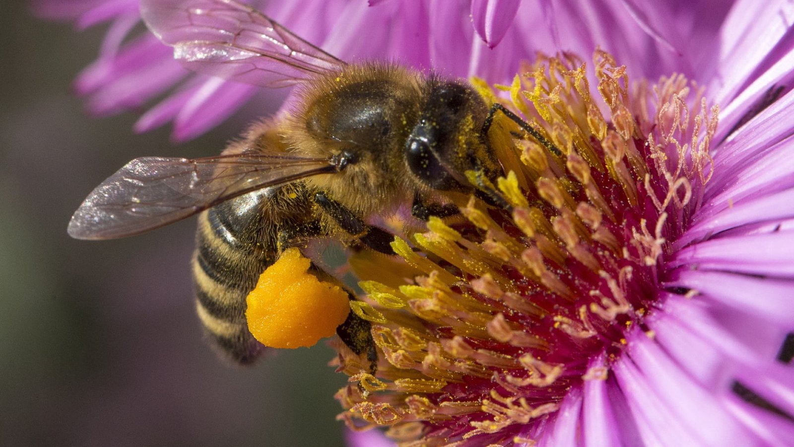 Why Do Bees Die After They Sting Humans?